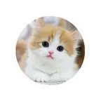 Petshop Franchise