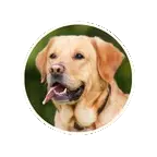 Petshop Franchise