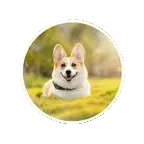 Petshop Franchise
